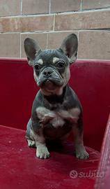 Bulldog francese Lilac