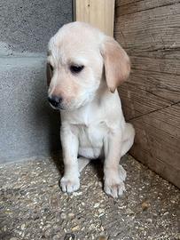 Cuccioli Labrador champagne e neri