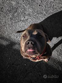 American bully Xl per monta