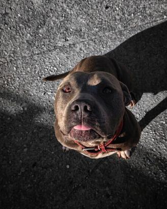 American bully Xl per monta