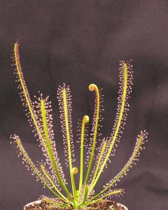 Pianta carnivora Drosera capensis