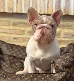 Big rope bulldog francese per monte