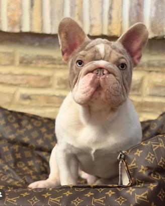 Big rope bulldog francese per monte
