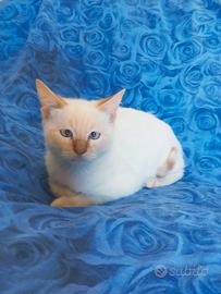 Gattino cucciolo Red Point Siamese simil