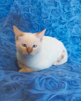 Gattino cucciolo Red Point Siamese simil
