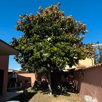 Magnolia fiori bianchi