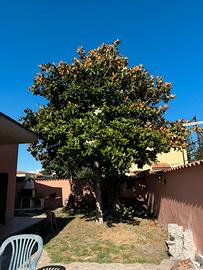 Magnolia fiori bianchi