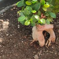BONSAI FICUS GINSENG

