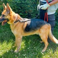 Rex pastore tedesco 10 anni