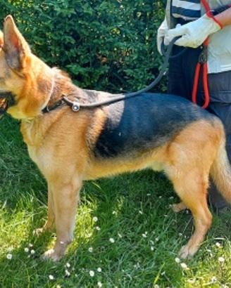 Rex pastore tedesco 10 anni