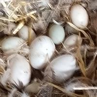 Uova di Oca e anatra