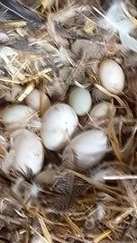 Uova di Oca e anatra