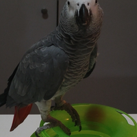 Smarrito Cenerino coda Rossa . Oggi 5/07/2025