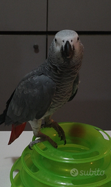 Smarrito Cenerino coda Rossa . Oggi 5/07/2025