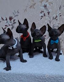 Sphynx gatto nudo trasporto in tutta italia