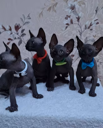 Sphynx gatto nudo trasporto in tutta italia