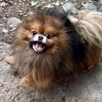 Pomerania maschio