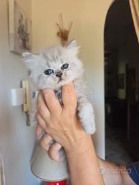 Gattini British Longhair