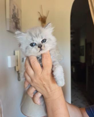 Gattini British Longhair