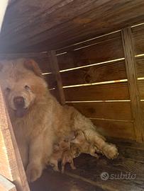Cuccioli Chow-Chow
