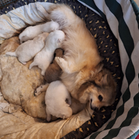 Cuccioli di volpino spitzen