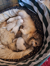 Cuccioli di volpino spitzen