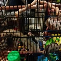 Petauro dello zucchero