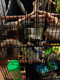 Petauro dello zucchero