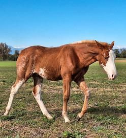 Puledro meticcio argentino overo