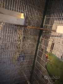 Parrocchetto dal collare