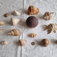 Conchiglie da collezione e arredo, lotto unico