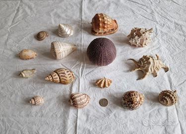 Conchiglie da collezione e arredo, lotto unico