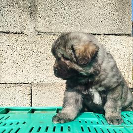 Cucciola pastore del caucaso