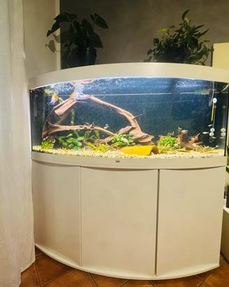 Acquario