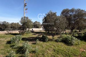 Terreno agricolo - Ostuni