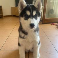 Cucciola di Husky Siberiano - 3 mesi