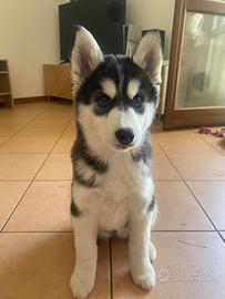 Cucciola di Husky Siberiano - 3 mesi