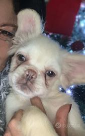 Bulldog francese Fluffy