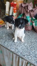 Cuccioli di Pinchr