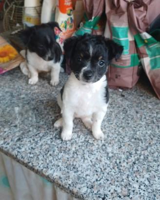 Cuccioli di Pinchr