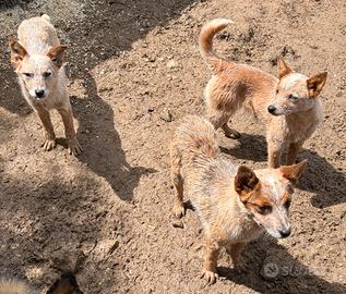Australian cattle dog