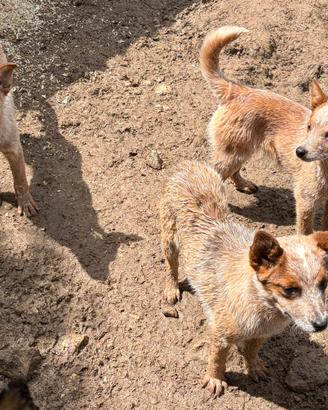 Australian cattle dog