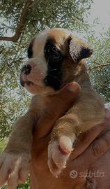 Boxer cuccioli