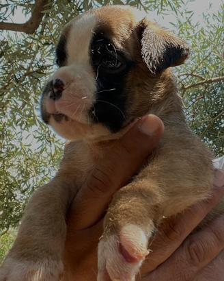 Boxer cuccioli