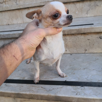 Chihuahua toy