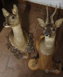trofei di caccia