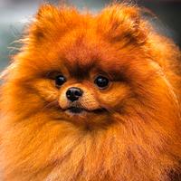 Disponibile per monta / accoppiamento