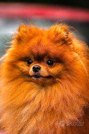 Disponibile per monta / accoppiamento