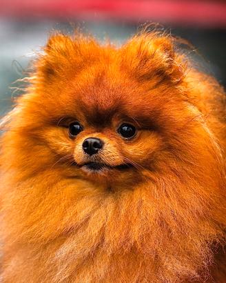 Disponibile per monta / accoppiamento