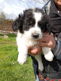 Guarda il mio annuncio